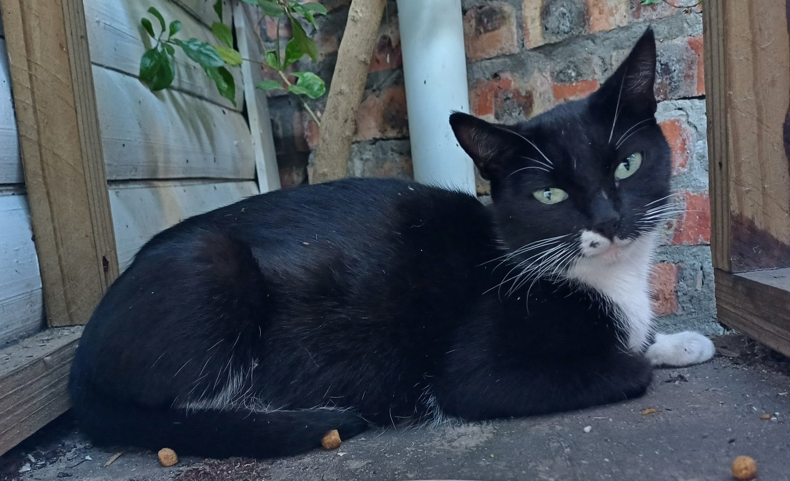 Gina and India rescue story