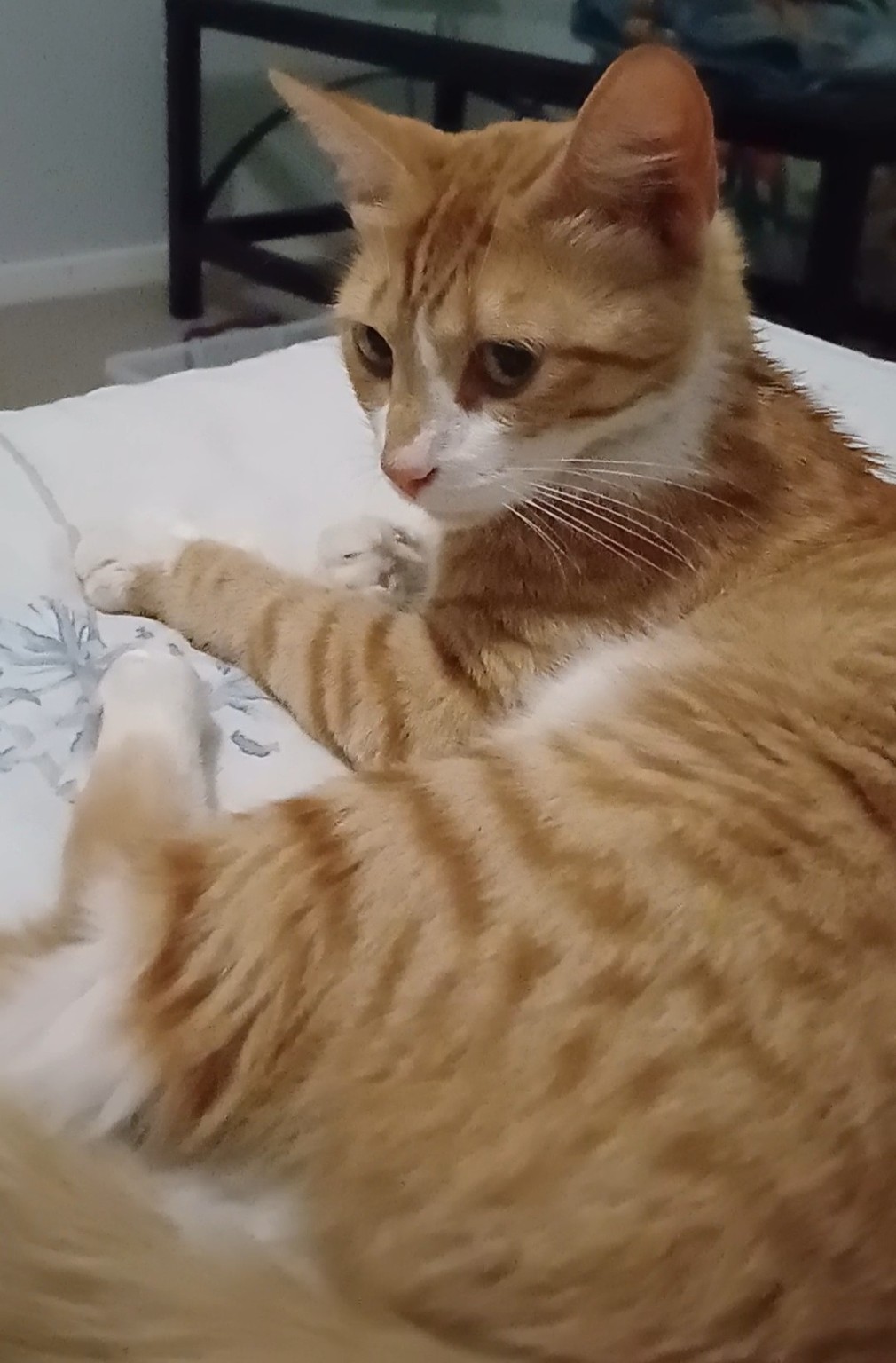 Jessie, a past Coffee Cat Café rescue story