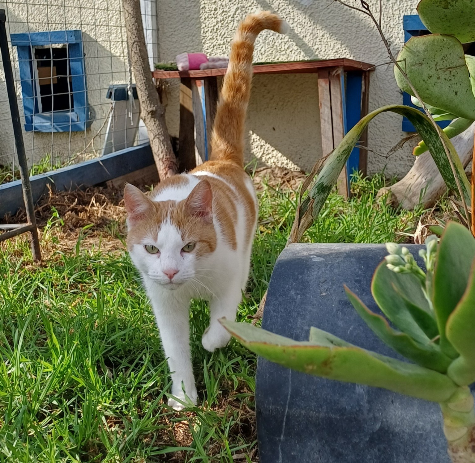 Kaya and Donnie rescue story