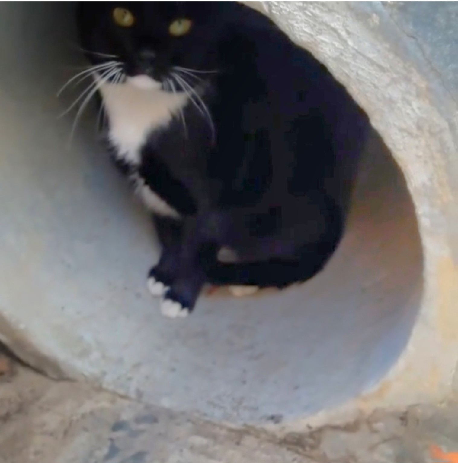Rocky rescue story